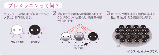 プレメラニンって何